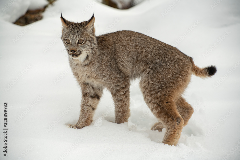 Bobcat in winter Bobcat in winter
