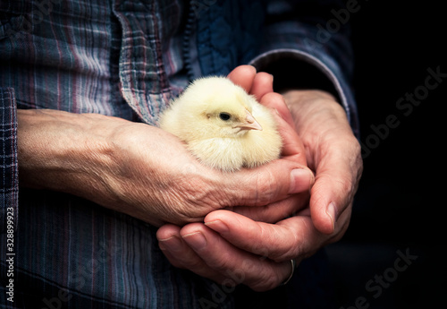 newborn chick on a farmer's hand