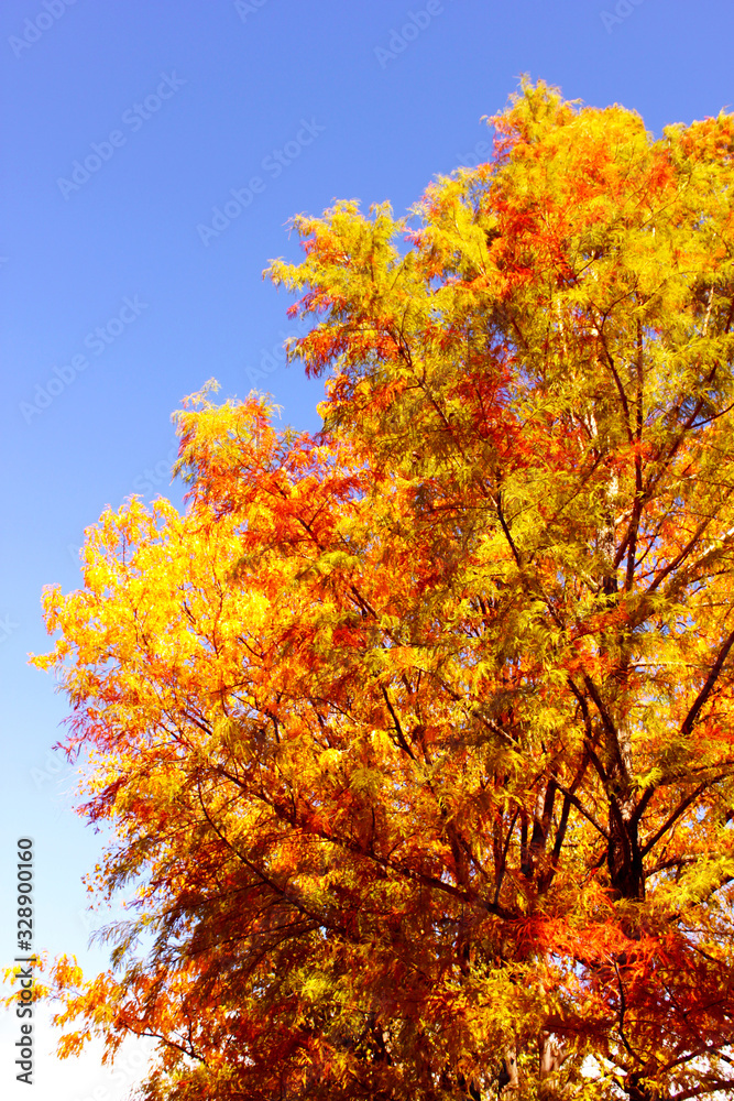 yellow tree in autumn