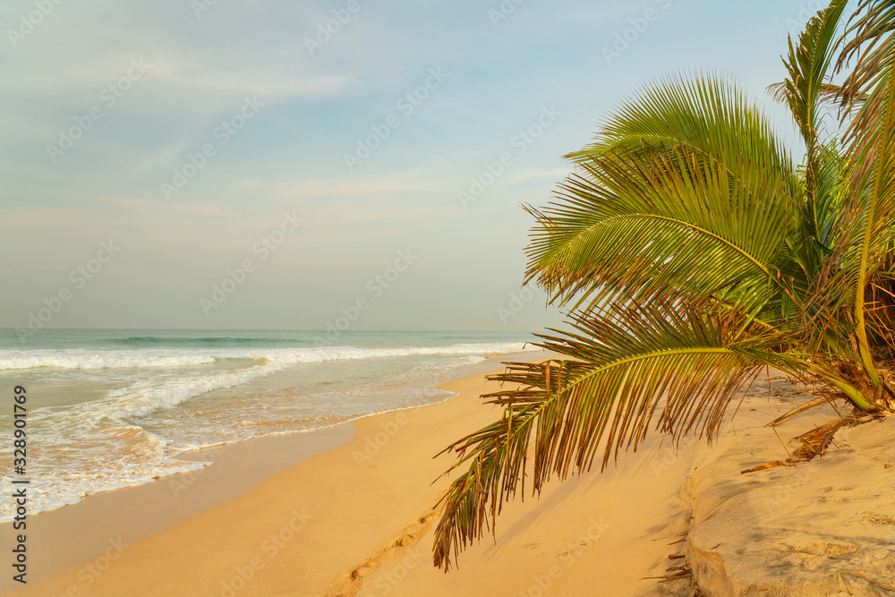 Ocean waves on sand beach with palm, Sri Lanka
