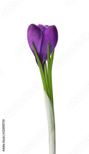 Beautiful purple crocus flower isolated on white. Spring season