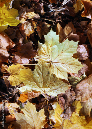 Fallen Sycamore leaves in Autumn