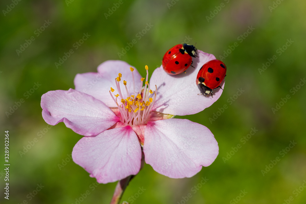 Ladybug and spring flower on a green background Ladybug and spring flower on a green background