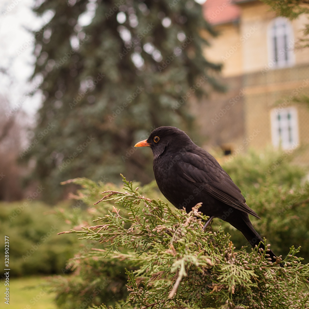 Fototapeta premium Butiful park in Poland