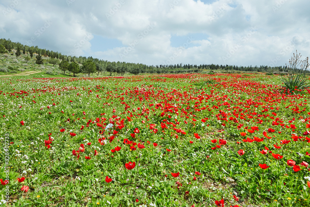Spring flowering of red flowers anemones in green meadows in southern Israel. Red poppy flowers, national flower of Israel