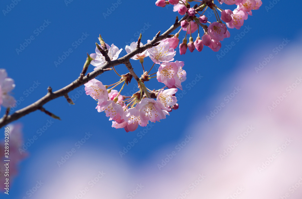 早春の青空に映える満開の玉縄桜 早春の青空に映える満開の玉縄桜
