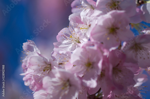 早春の青空に映える満開の玉縄桜