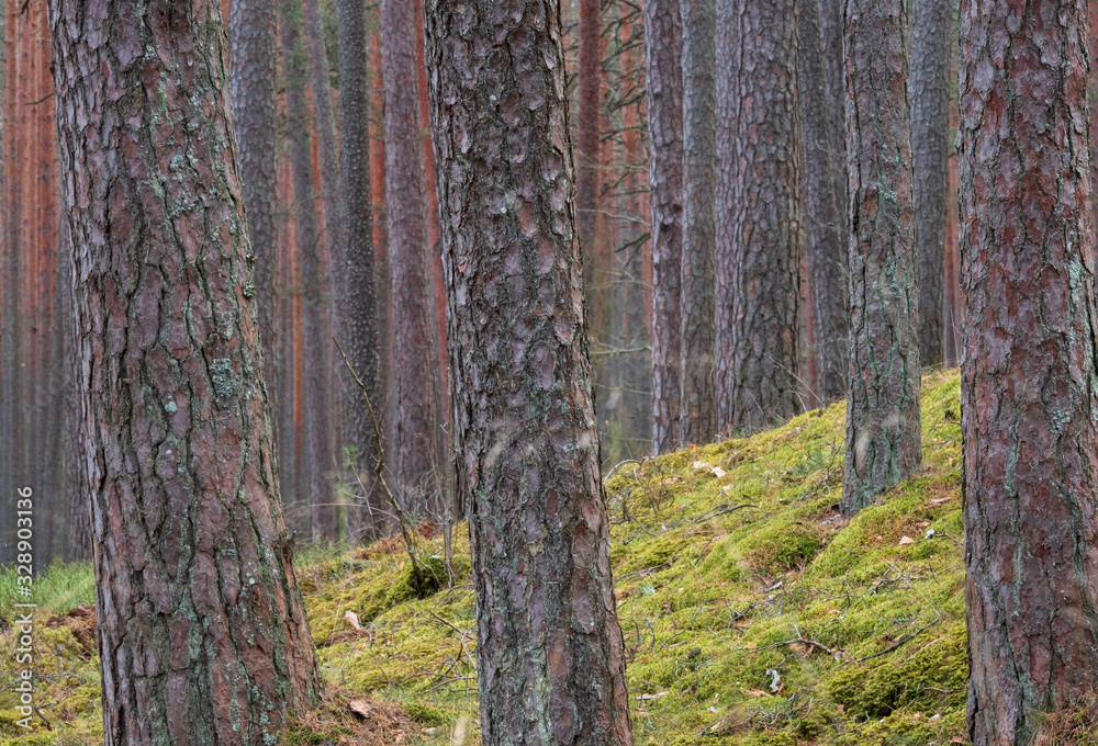clear pine forest. Pine Trunk close up. the land is covered with fresh green moss clear pine forest. Pine Trunk close up. the land is covered with fresh green moss