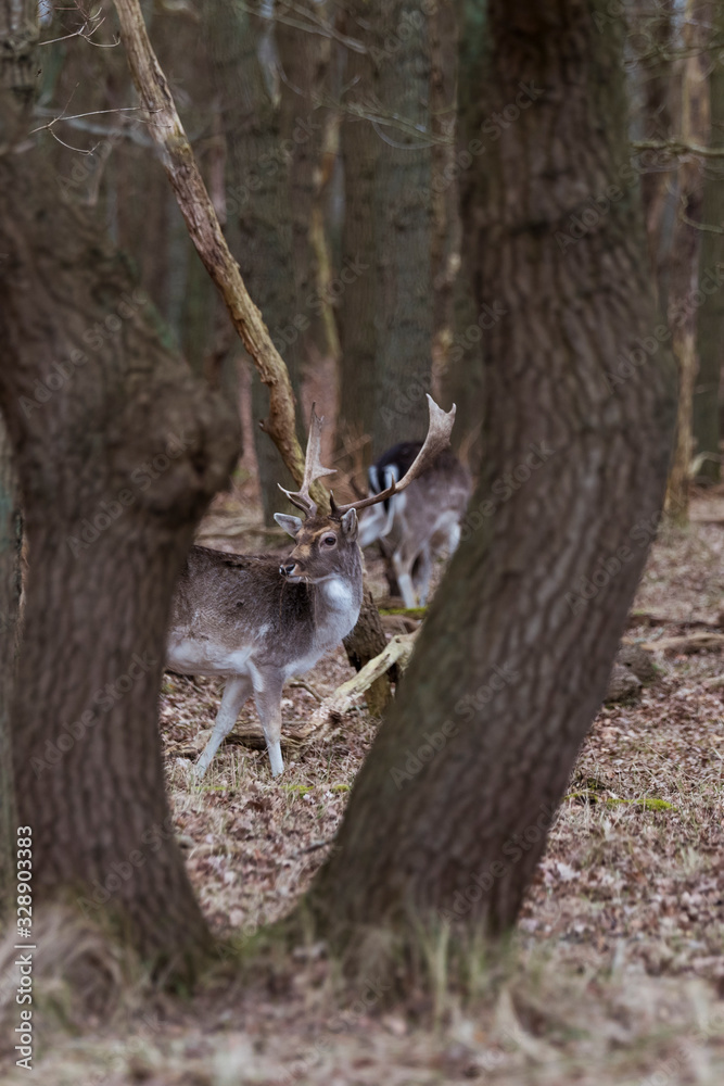 young shy male deer in the forest in holland