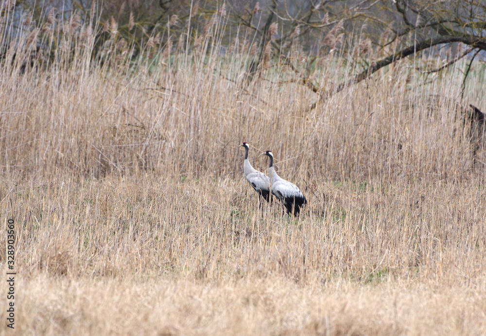 bird crane morning on meadow background bird crane morning on meadow background