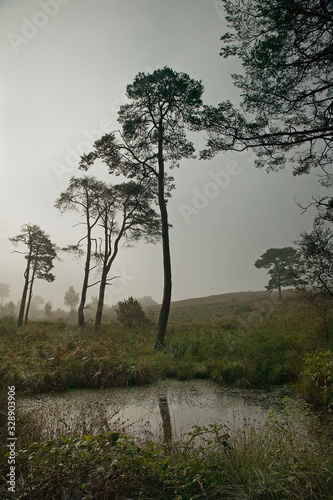 Photography dramatic landscape of stark silhouetted pine trees on heathland with a small pon