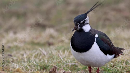 Northern lapwing, peewit, plover, Vanellus vanellus, close up portrait of face and plume while moving over grass during march in Scotland.