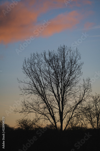 Trees and cloud at sunset