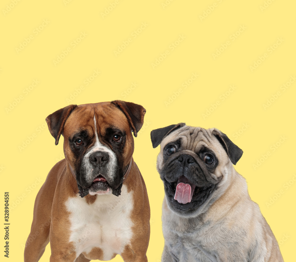 Fototapeta premium boxer dog standing next to a pug dog panting happy
