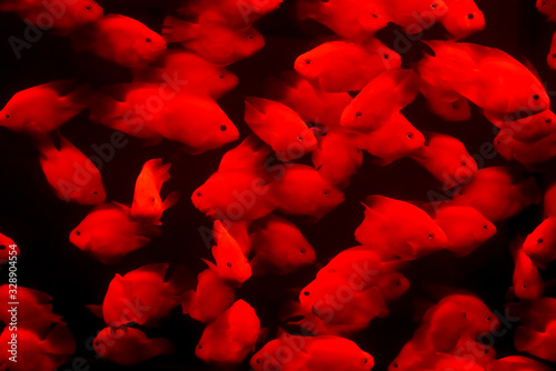 A group of Blood parrot fishs are isolated in the black background