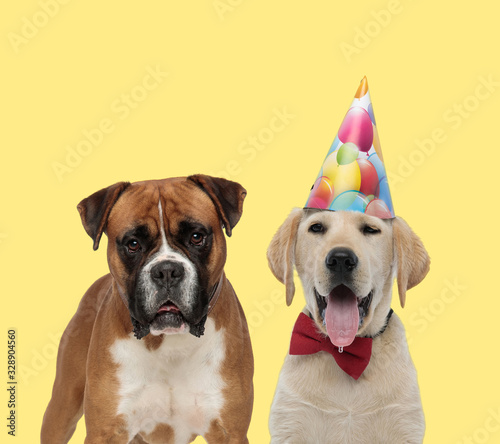couple of dogs standing and wearing bowtie with birthday