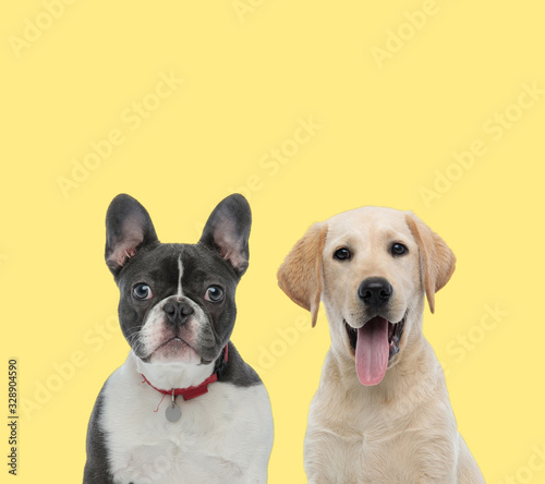 couple of dogs wearing collar and panting happy