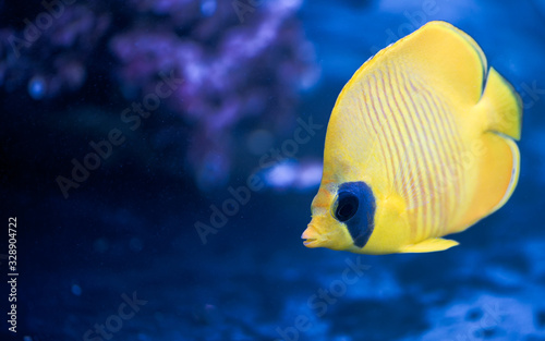 A Chaetodon semilarvatus fish is swiming in a dark blue aquarium.