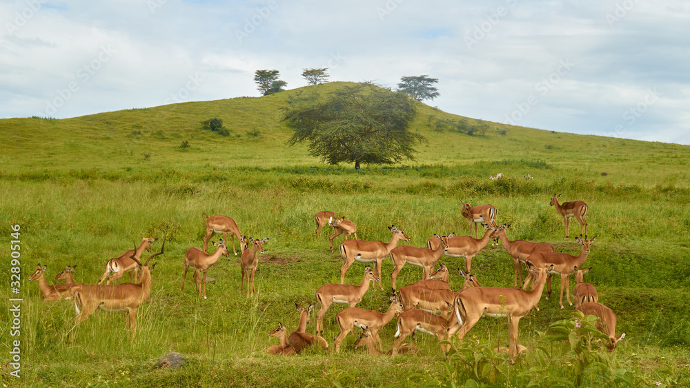 Group of antelopes in Lake Nakuru, Kenya.