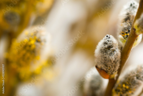 willow catkin pussy flowers in bloom
