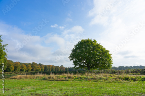 View of green fields and trees in Wimbledon Common Park using as nature background or wallpaper.