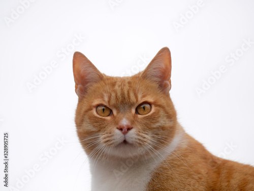 Rudy kot dachowy na białym tle - portret