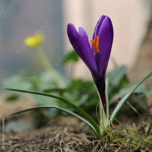 Crocus