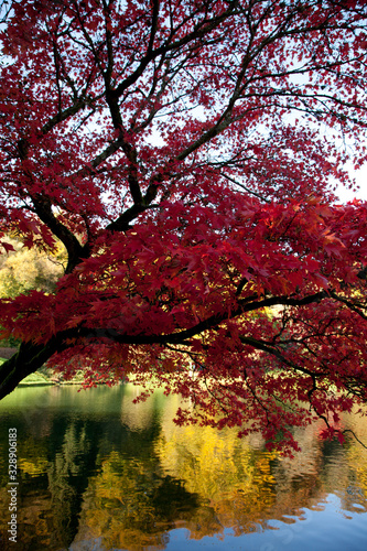 Cuadro en lienzo a red maple tree overhanging a lake reflecting golden autumnal foliage