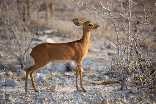 Antelope Damara Dik Dik