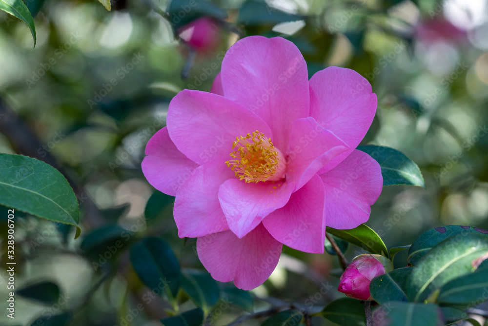 Pink flowers of camellia x williamsii brigadoon Pink flowers of camellia x williamsii brigadoon