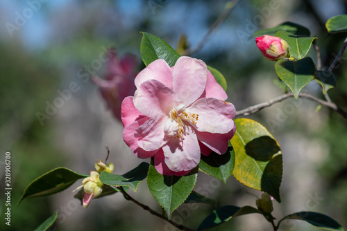 Canvastavla Flowers of camellia japonica La psalette