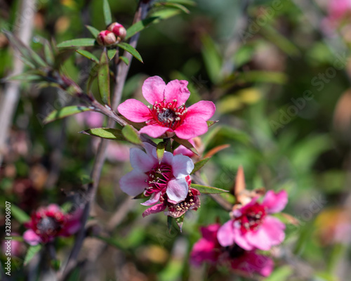 Flowers of leptospermum scoparium pink cascade