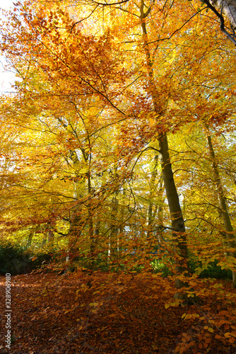 a beautiful beech tree wood in golden autumn colours 