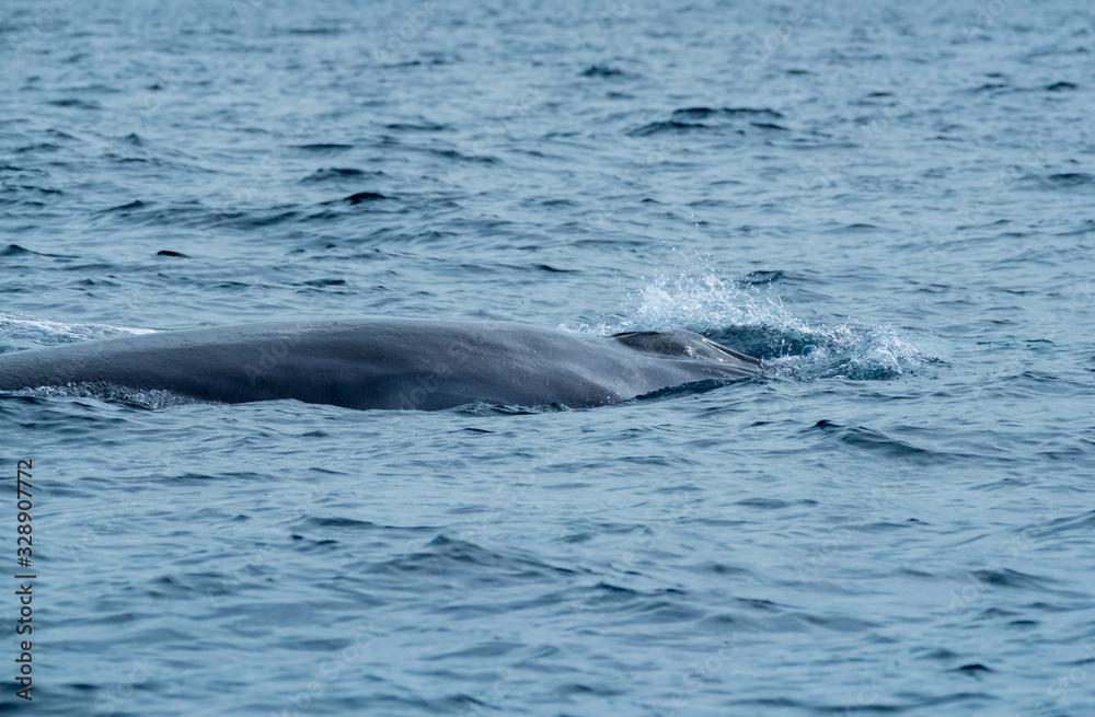 A baby fin whale near Pico Island in the Azores 