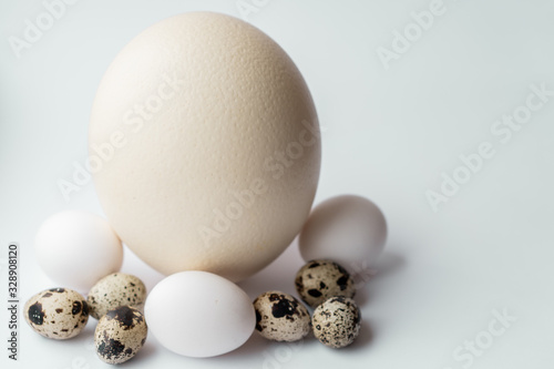 Ostrich, chicken and quail eggs on a white background. Large ostrich egg in an upright position on a blue background. Pasal composition of eggs of different birds on a white background. photo