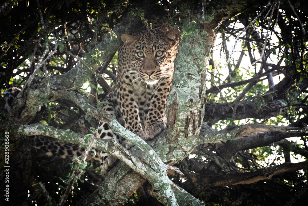 Leopard ready to pounce from tree in Africa Leopard ready to pounce from tree in Africa