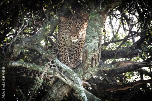 Leopard ready to pounce from tree in Africa