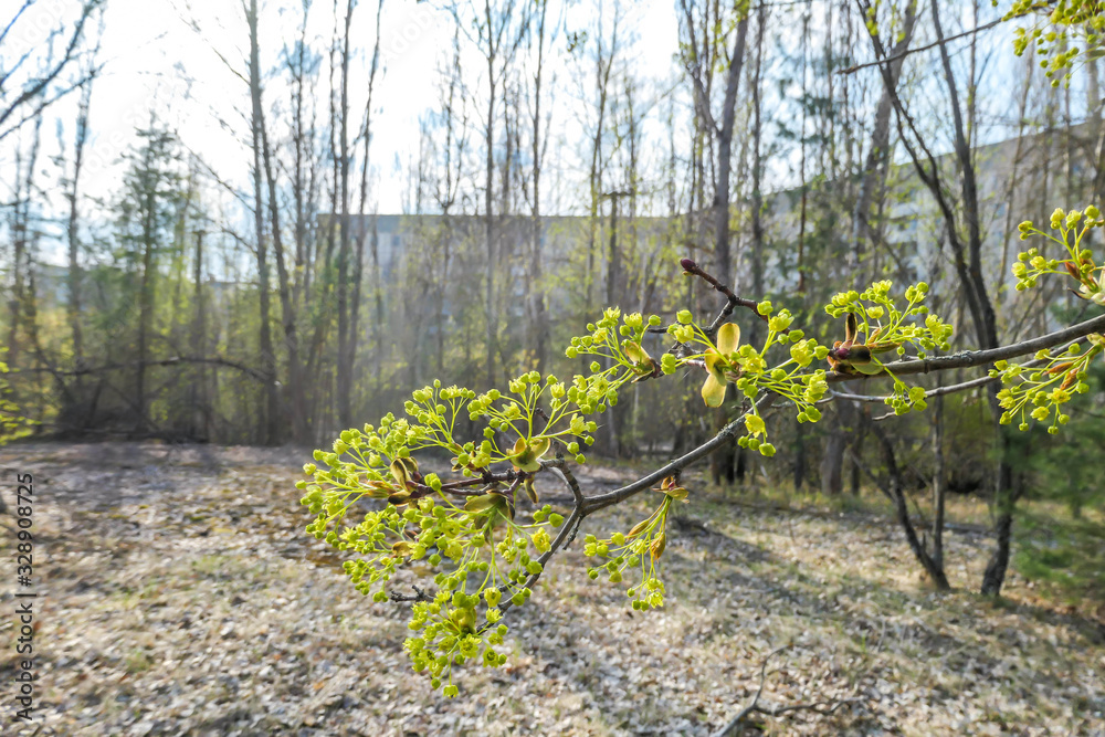 A beautifully blossoming tree branch in contaminated zone of Chernobyl. Nature wins over radiation and contamination. In the back there is a block of flats. Clear and sunny day.