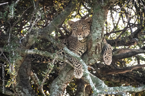 Leopard lying in tree on African safari