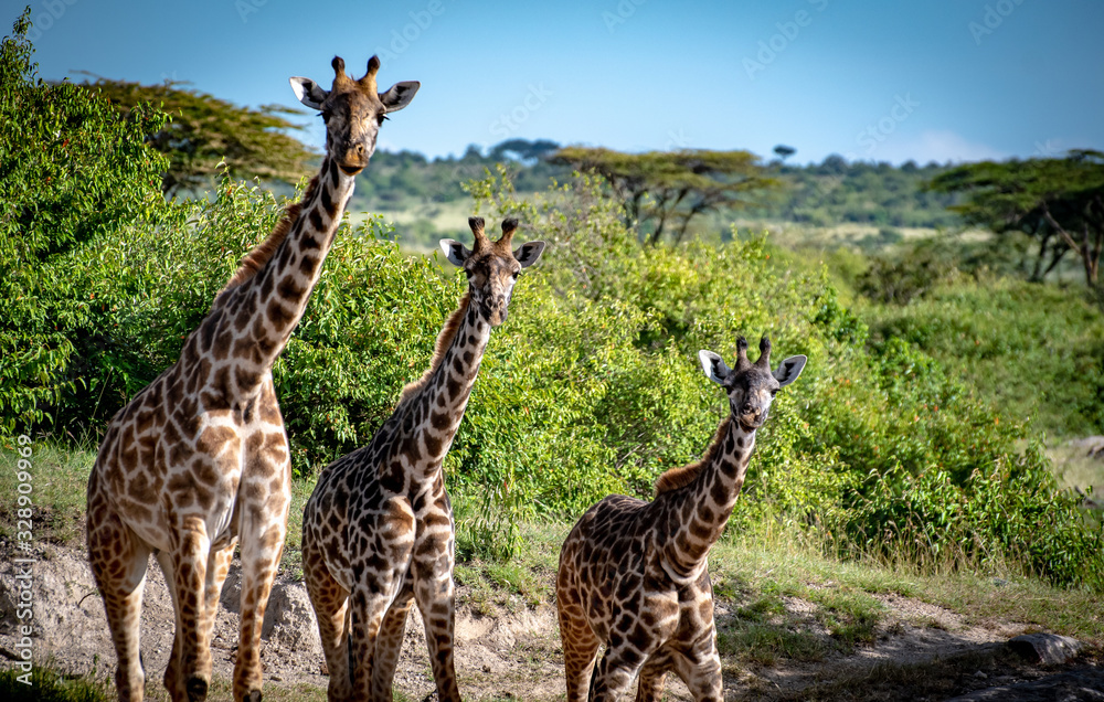 Obraz premium 3 giraffes standing in a row