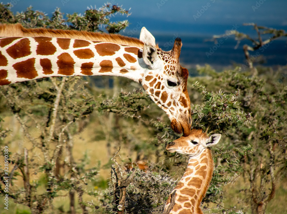 Mother giraffe kissing baby giraffe in Kenya Stock Photo | Adobe Stock
