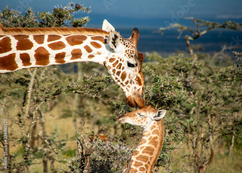 Beautiful mother giraffe kissing baby