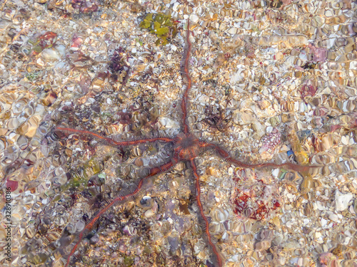 A thin starfish seen through the shallow water on Pantai Sengiggi, Lombok, Indonesia, The starfish is firmly attached to the bottom of the sea. Some small red corals around it. Natural marine world. photo