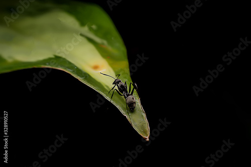 Black ant perches on the top of the leaves. © ketkata