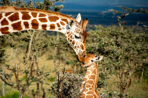 Mother giraffe kissing baby giraffe