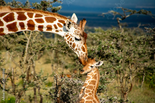 Mother giraffe kissing baby giraffe in Africa