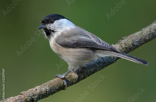 Willow Tit (poecile montanus) lovely posing on small branch with clean green background