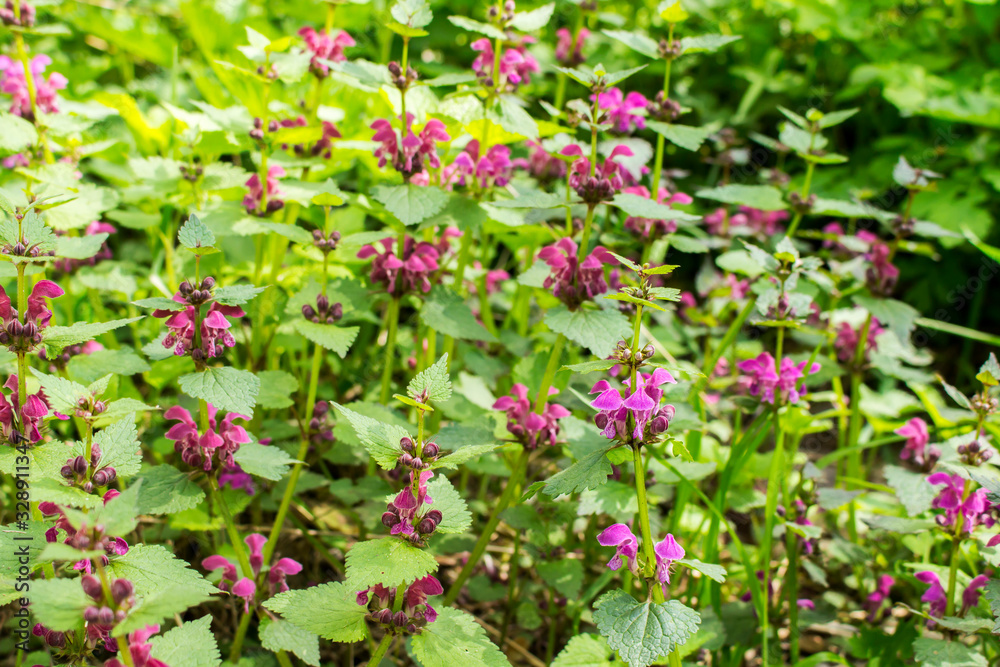 Stachys grandiflora group disbanded in the spring Stachys grandiflora group disbanded in the spring