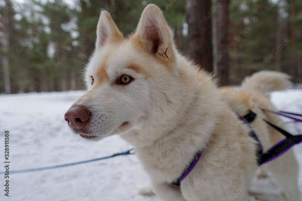 Siberian husky is white with brown eyes. The Husky's muzzle is close-up. Winter dog sledding competitions