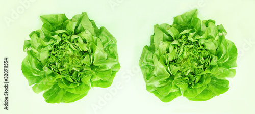 panoramic image of two Green lettuces isolated on light green background. Butter head lettuce vegetable for salad